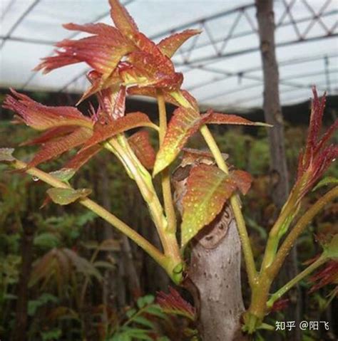 香椿树的种植|香椿的种植方法和时间，附管理方法